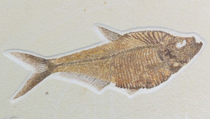 Large, Diplomystus Fossil Fish - Wyoming #51261